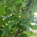 솔아농장 이미지