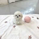 스탠다드푸들분양 스탠다드푸들책임분양 스탠다드푸들 푸들분양 푸들책임분양 골든리트리버분양 골든리트리버책임분양 매화동강아지분양 주엽동강아지분 이미지