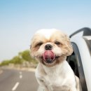 드림 동물병원 이미지