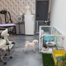 제이앤제이애견 이미지