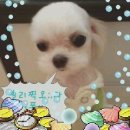 마르티스 이미지