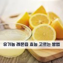 레몬 티스토리