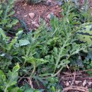 해뜨는풍경 이미지