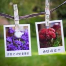 포니어 이미지