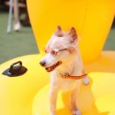 도그 스포지움 이미지