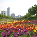 튜울립 이미지