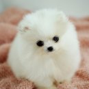 도도한 개냥이 이미지