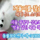 강아지를찾습니다/제퍼니즈 스피츠/수컷/서울시 중랑구 상봉초등학교 근처 이미지