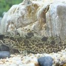 쏘가리네 이미지