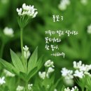 두드림풀꽃