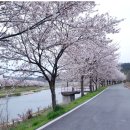 4 월 2일(일요일) 남창역에서 망양역까지 벚꽃길 이미지