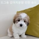 도그송 강아지분양 인천 송도점 이미지