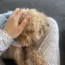 (주)이마트안동점 내 동물판매점 | 호주 워홀 D+13｜누가 호주 날씨 좋대