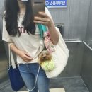드를랭 이미지