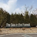 숲속의바다 숲속동 | 포천 여행 - 숲에서만난바다 글램핑 서울 근교 가성비 추천 내돈내산 후기