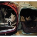 솔펫 동물병원 이미지