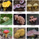 독버섯 과 식용버섯 구별법 및 사진 이미지