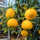 철이농장 이미지