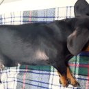 두암동물병원 이미지