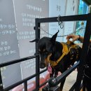 트리머펫 이미지