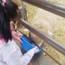 용문목장 이미지