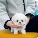 소정 | 김천애견분양 강아지와 생활