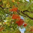 아너힐즈약국 이미지