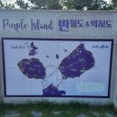박월 | 보라빛 라벤더와 이쁜 아스타 신안군 퍼플섬 박월도 박지도 입장 매표 무료입장 보라 아이템 및 방법