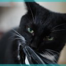 행복을찾는동물병원 이미지