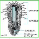 한국춘란의 외형적 구조와 기능/02(난일용86) 이미지