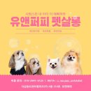 유앤퍼피 이미지