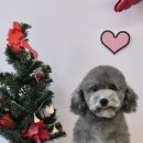 라이크어독 이미지