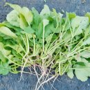 덕이 농장 이미지