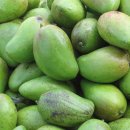 파란망고 이미지