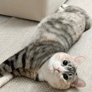 독한고양이 | 고양이모래탈취제 추천 _ 가스케어펫 솔직 사용 후기