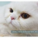 바하 고양이 병원 이미지