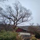 홍산향교 은행나무 이미지