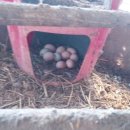 백봉농장 이미지