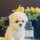 도그마루 강아지 고양이 양산화명점 | 신뢰할 수 있는 부산 강아지분양 도그마루 강아지 고양이 양산화명점