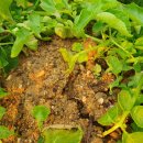 화양연화농장 이미지