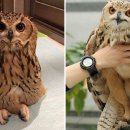 부엉이푸드 이미지