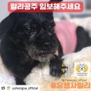 🐶 유행사 릴리 하숙집(임보) 구합니다 이미지