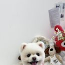 몽들레 네이버블로그