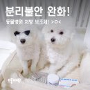 케어독 하우스 | 동물병원 분리불안 완화 보조제, 벨릭서 캄프리독 솔직후기