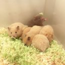 로던트 클럽 이미지