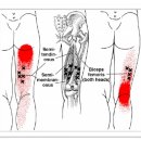 Semimembranosus (반막양근) 이미지