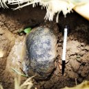 운석농장 이미지