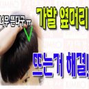 장미 수선 이미지