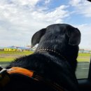 한수풀동물병원 이미지