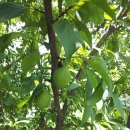 윤종근농장 이미지